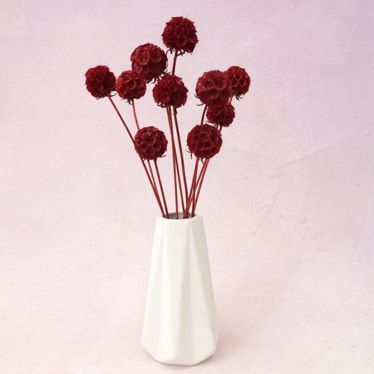 Scabiosa Wine Red