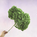 Annabelle Hydrangea Matcha