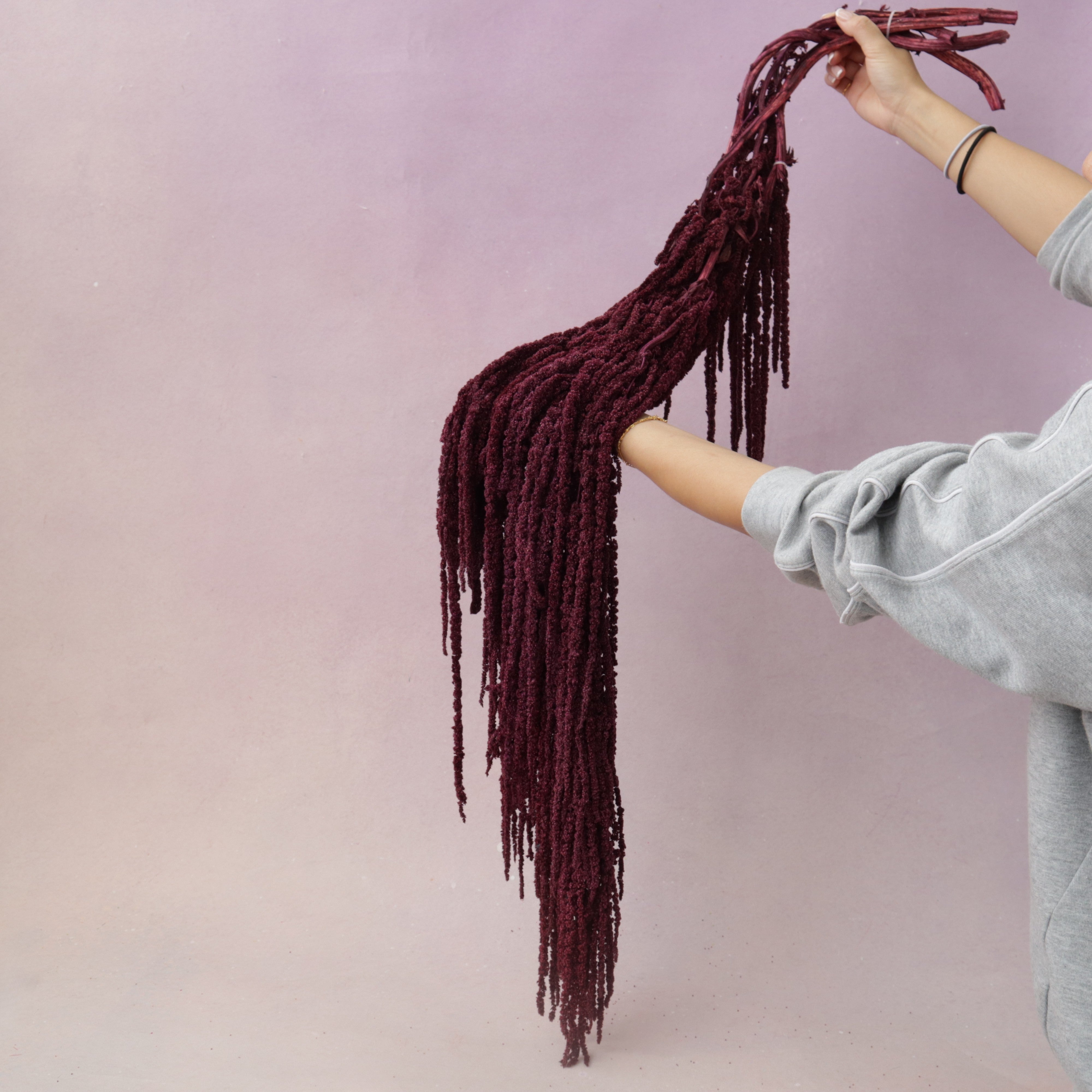 Amaranthus Burgundy