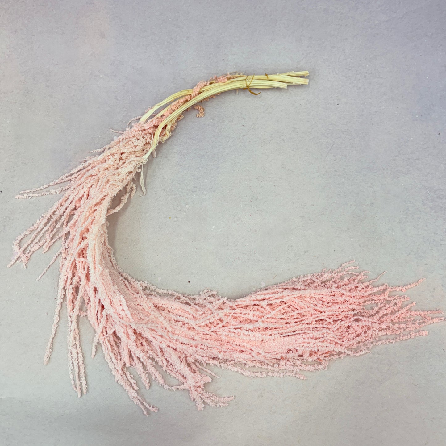 Amaranthus Baby Pink