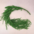 Amaranthus Forest Green (Small)
