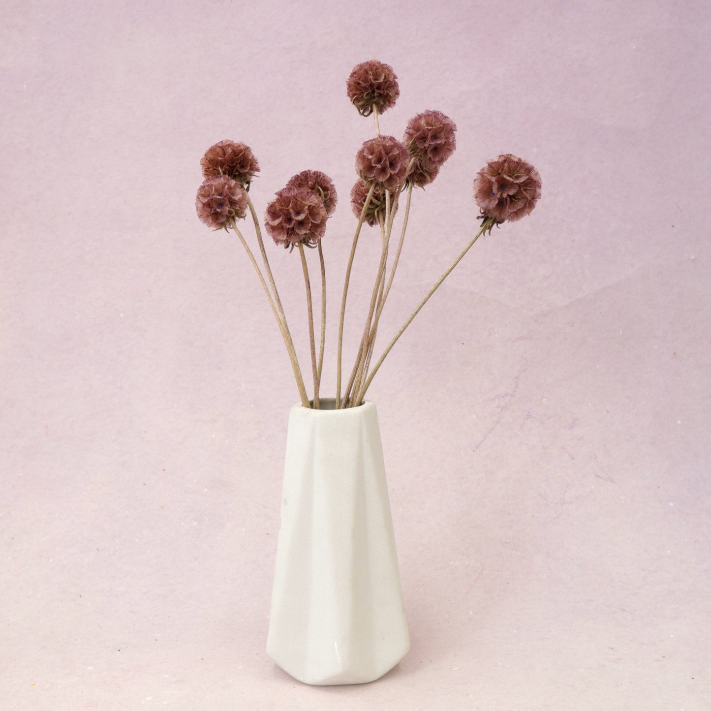 Scabiosa Maroon