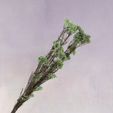 Rice Flower Tea Green