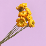 Strawflowers Yellow