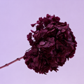 Hydrangea Bigleaf Burgundy