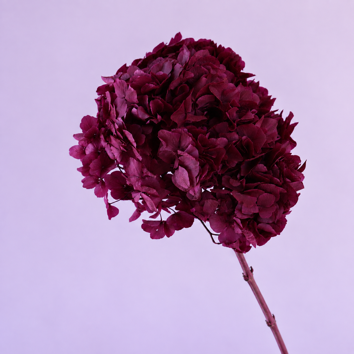 Hydrangea Bigleaf Burgundy
