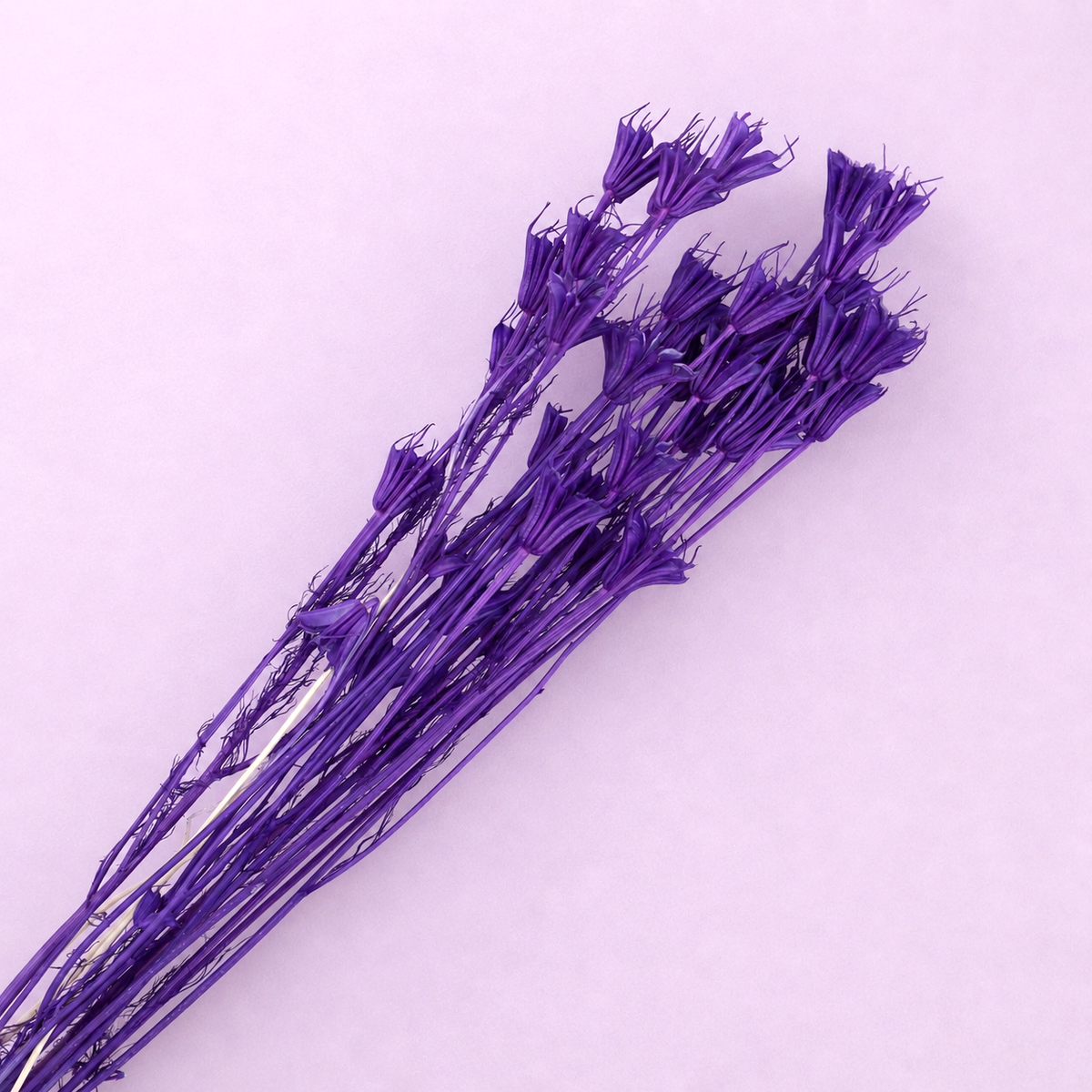 Nigella Royal Purple