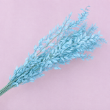Italian Ruscus Sky Blue