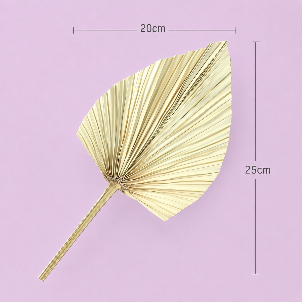 Palm Leaf Medium Cream