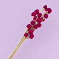 Globe Amaranth Magenta