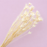 Nigella Creamy White