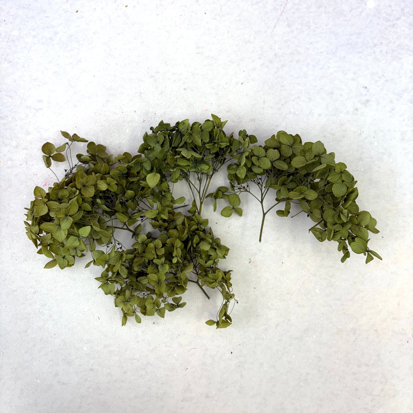 Annabelle Hydrangea 100g Olive Green