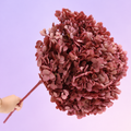 Annabelle Hydrangea Antique Rose Pink