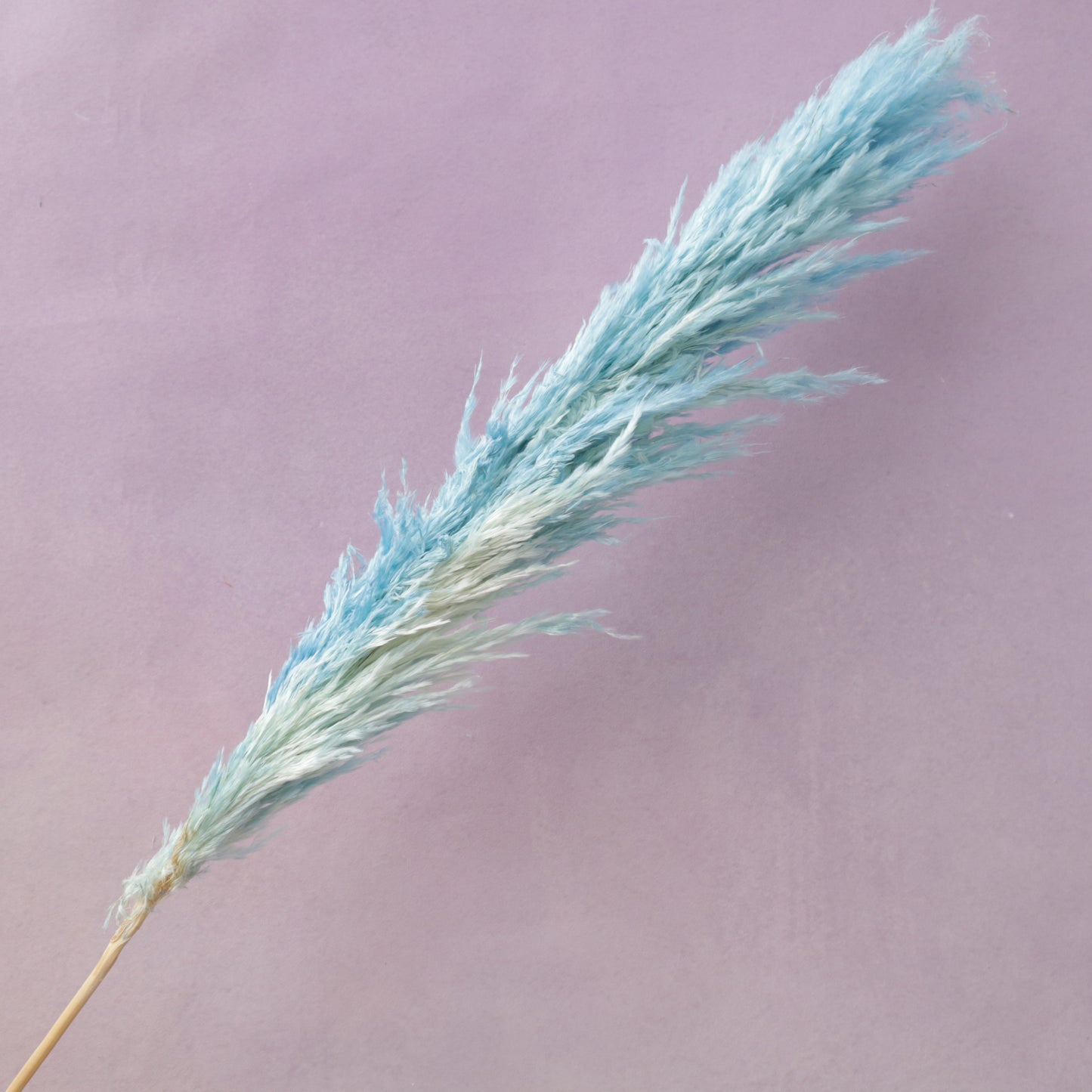 Pampas Grass Ombre Blue