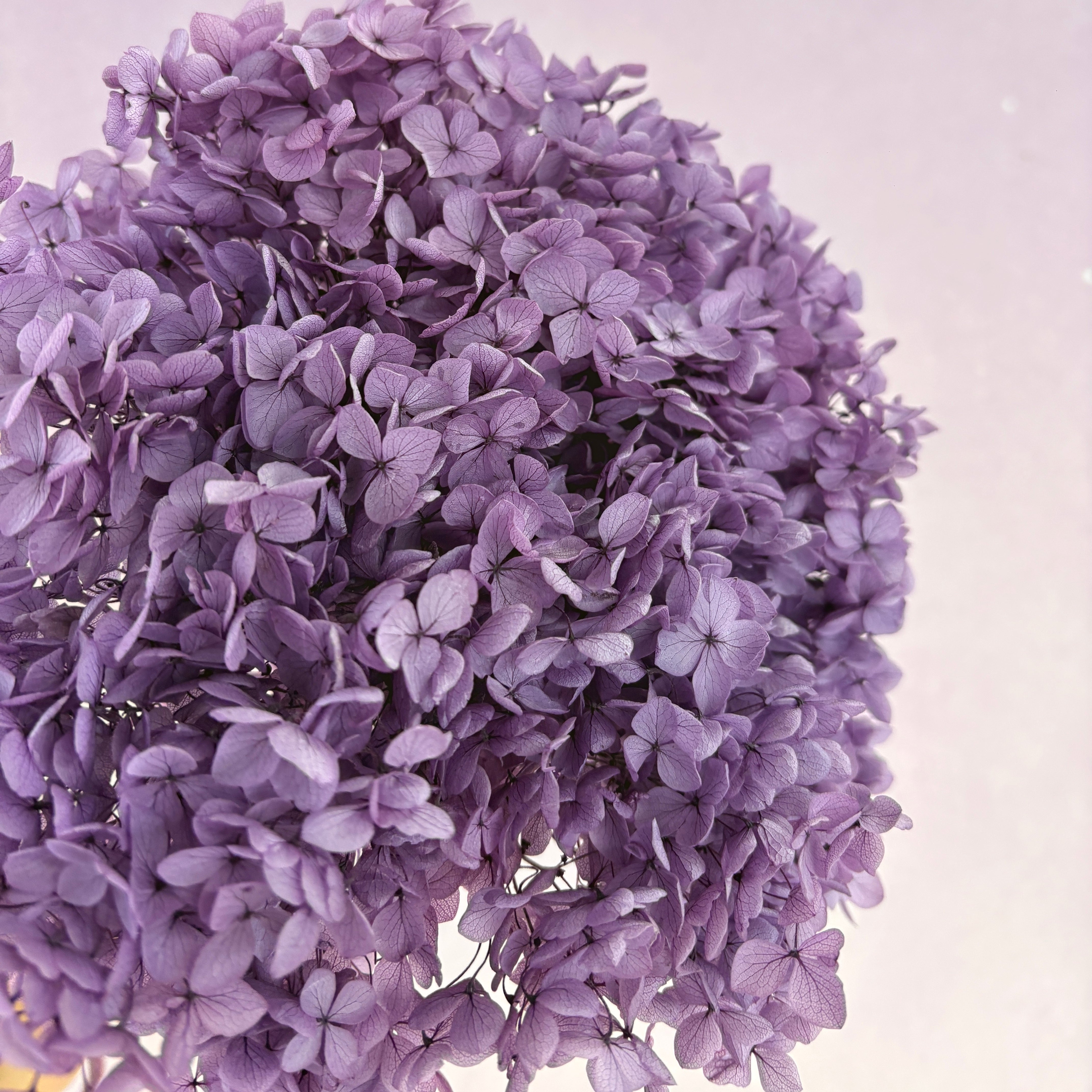 Annabelle Hydrangea Grape Purple