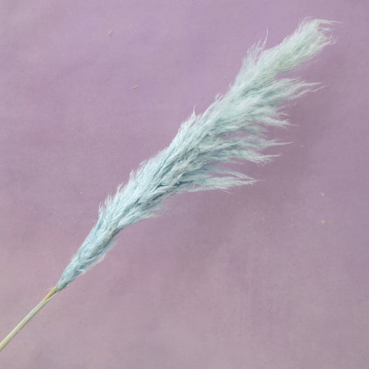 Pampas Grass Baby Blue