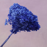 Annabelle Hydrangea Royal Blue