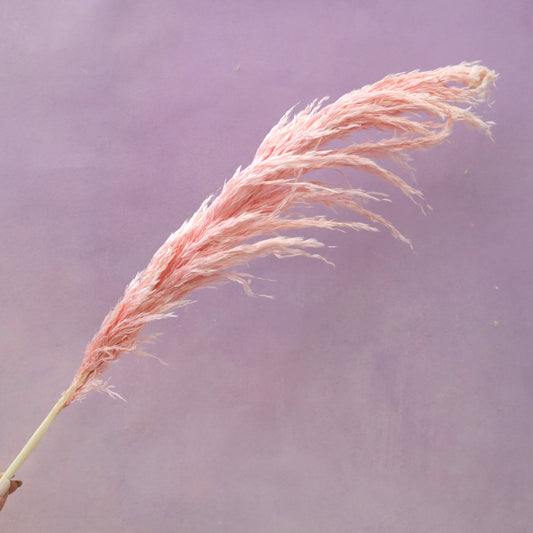 Pampas Grass Baby Pink