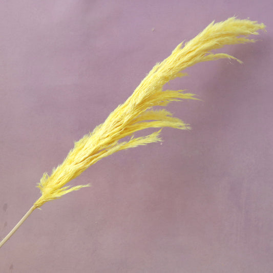 Pampas Grass Yellow