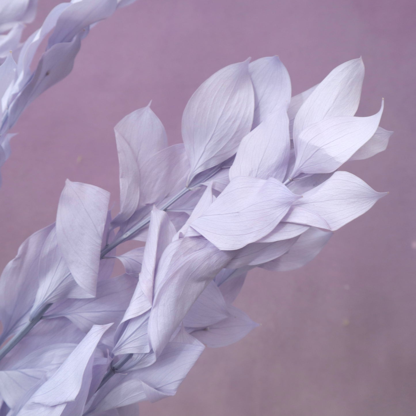 Ruscus Big Leaf Lavender