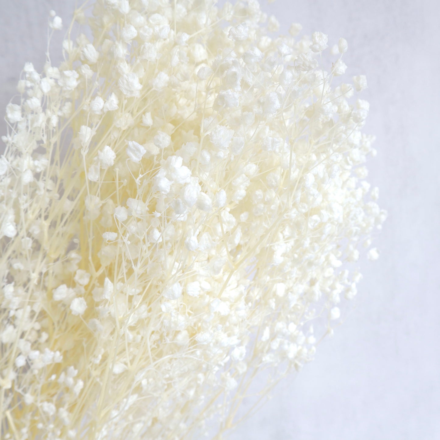 Baby’s Breath Bleached Creamy White