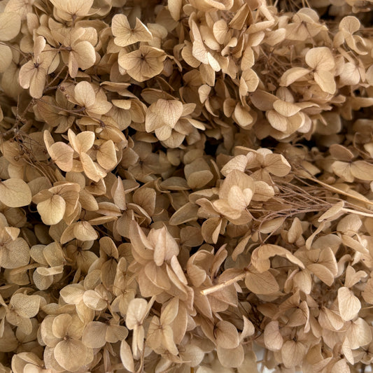 Annabelle Hydrangea 100g Brown