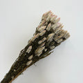 Dried Feather Celosia