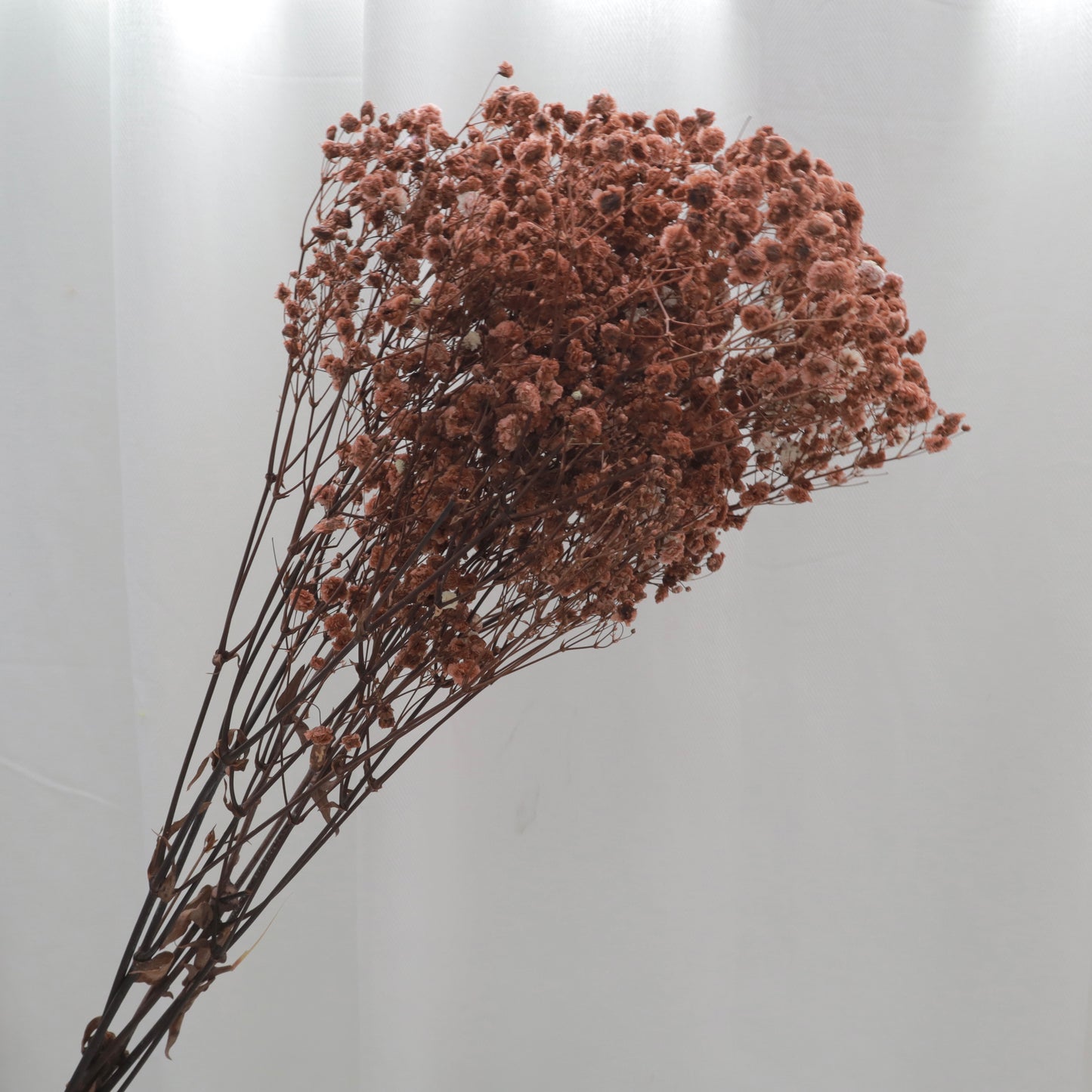Baby's Breath Coffee