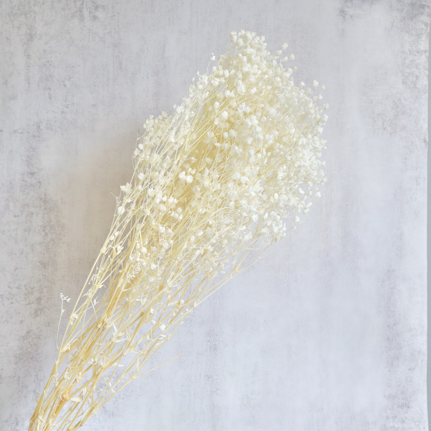 Baby’s Breath Bleached Creamy White