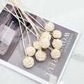 Scabiosa Creamy White
