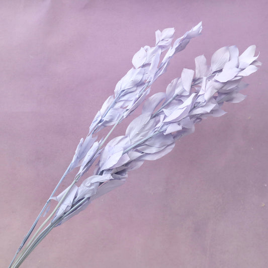 Ruscus Big Leaf Lavender
