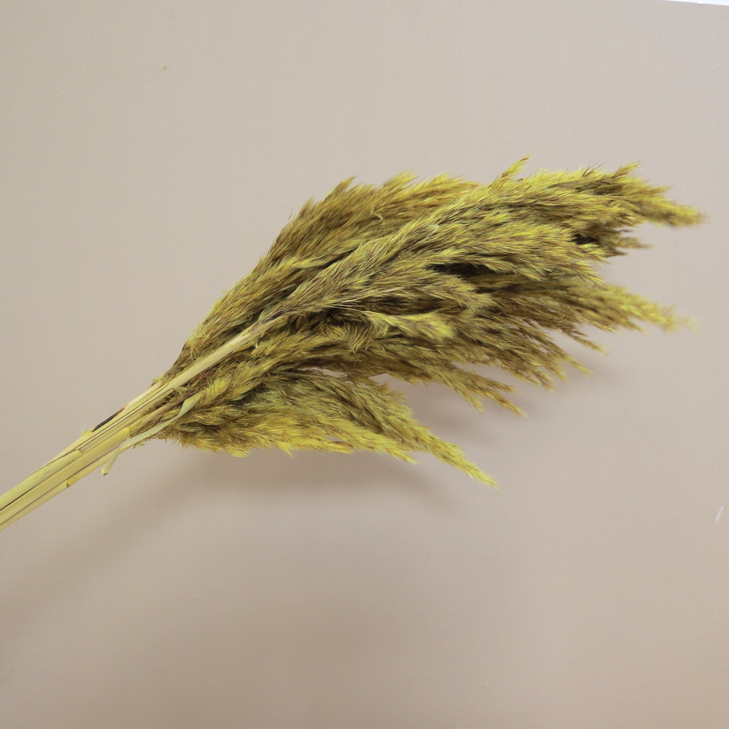 Giant Reeds Grass Mustard