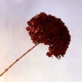 Hydrangea Bigleaf Wine Red