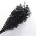 Snowy Baby's Breath Black
