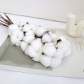 Cotton 10 Stems White