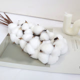Cotton 10 Stems White
