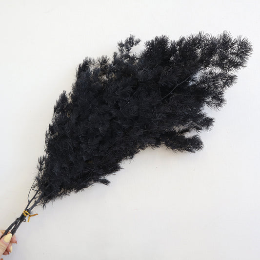 Ming Fern Black