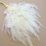 Mountain Fern White