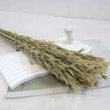 Dried Oat Natural