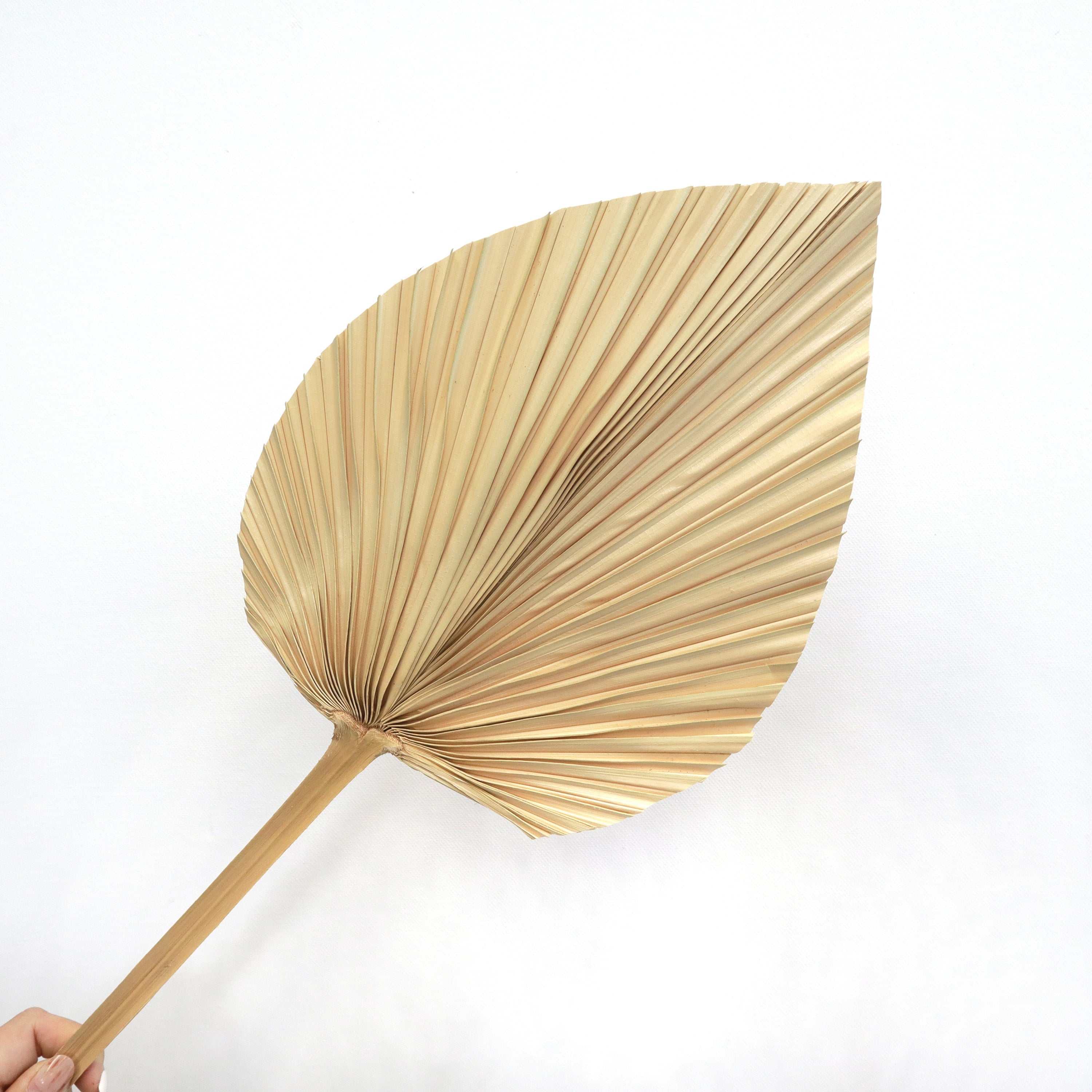 Palm Leaf Medium Cream