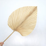 Palm Leaf Large Cream