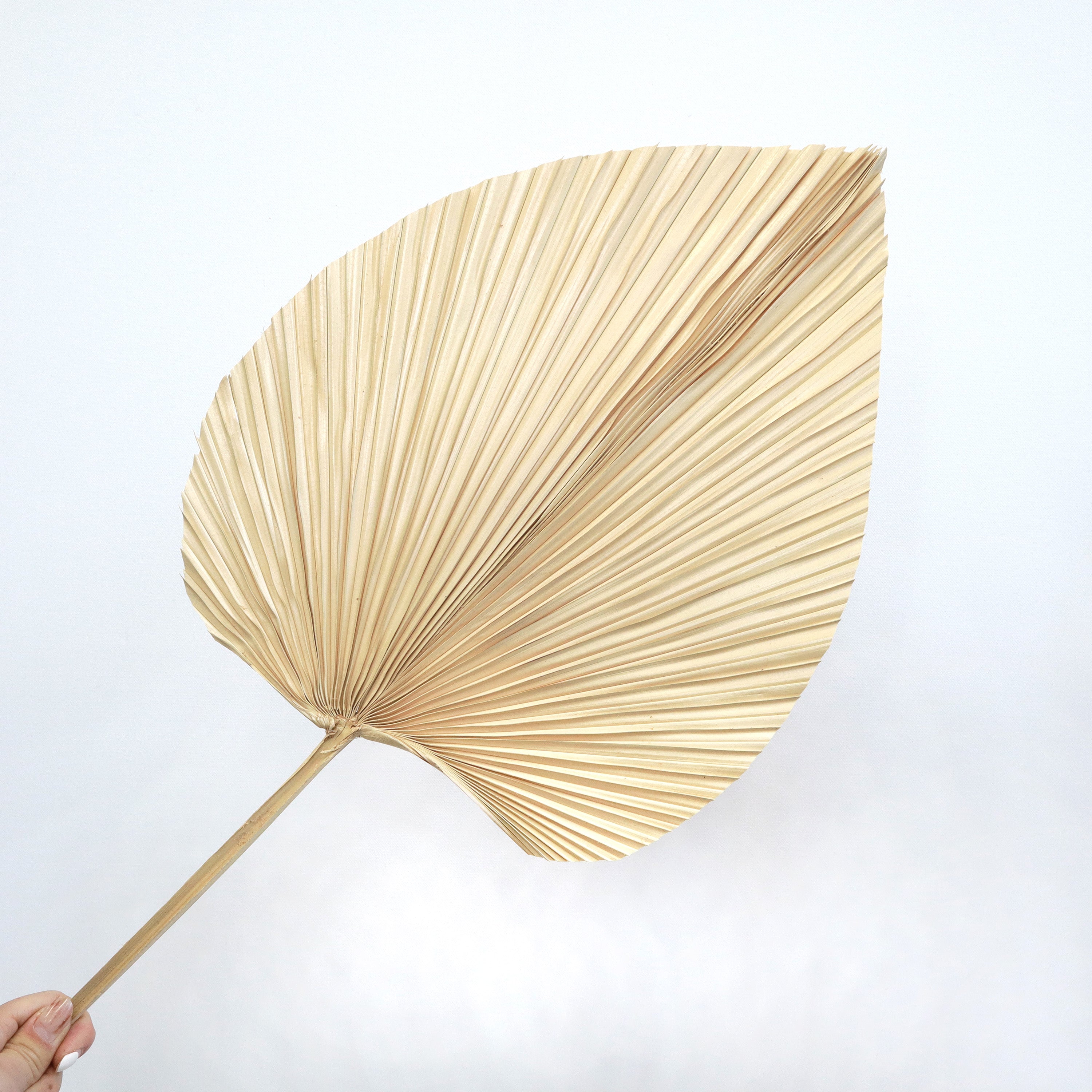 Palm Leaf Large Cream