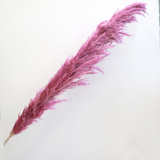 Pampas Grass Magenta