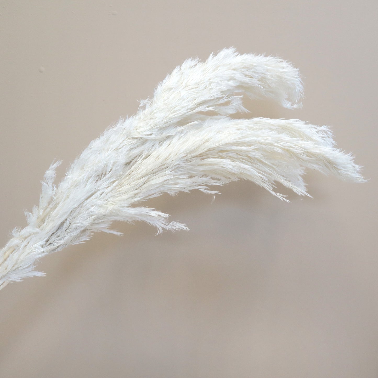 10 Bunches of Giant Reeds Grass White