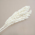 Sorghum White