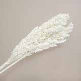 Sorghum White