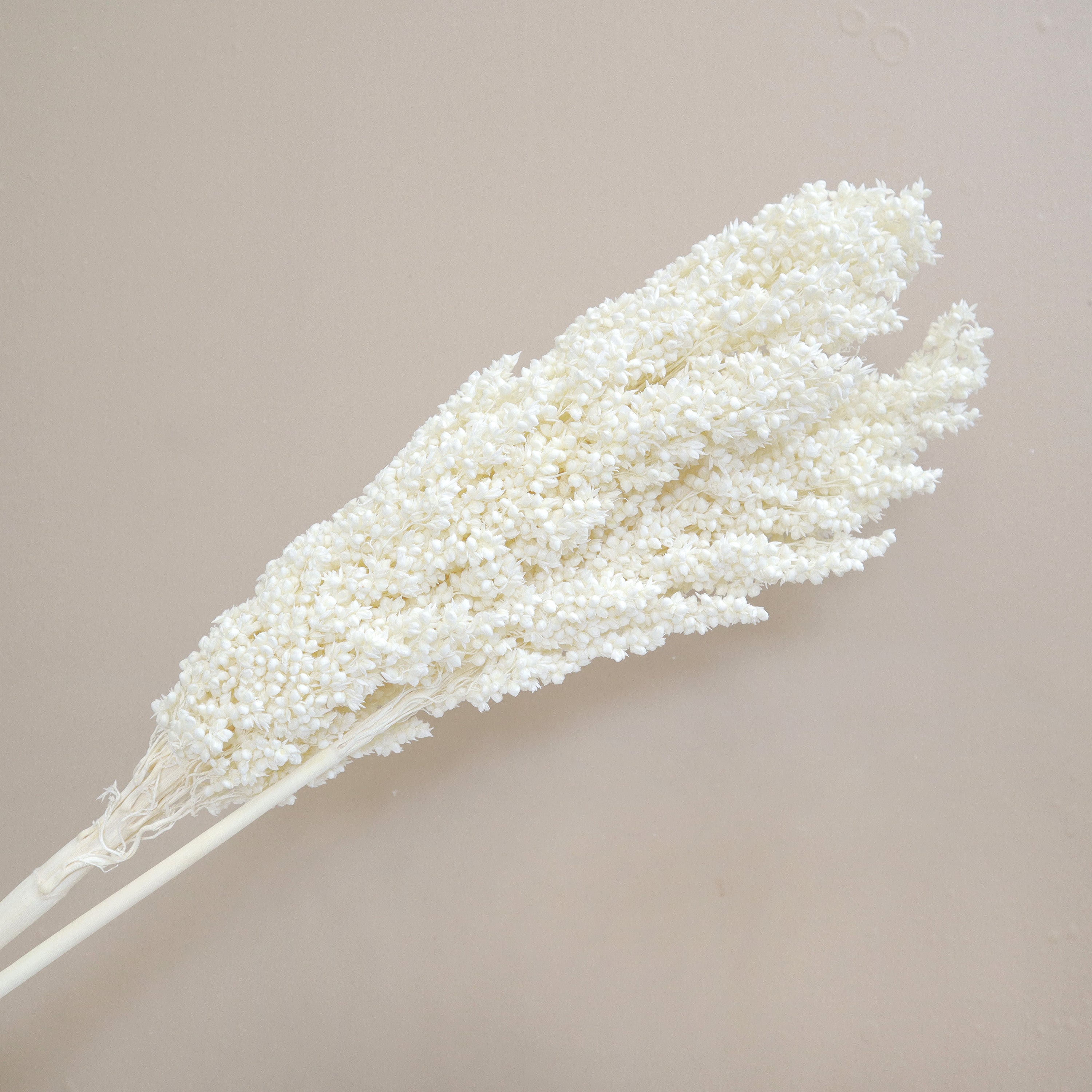 Sorghum White