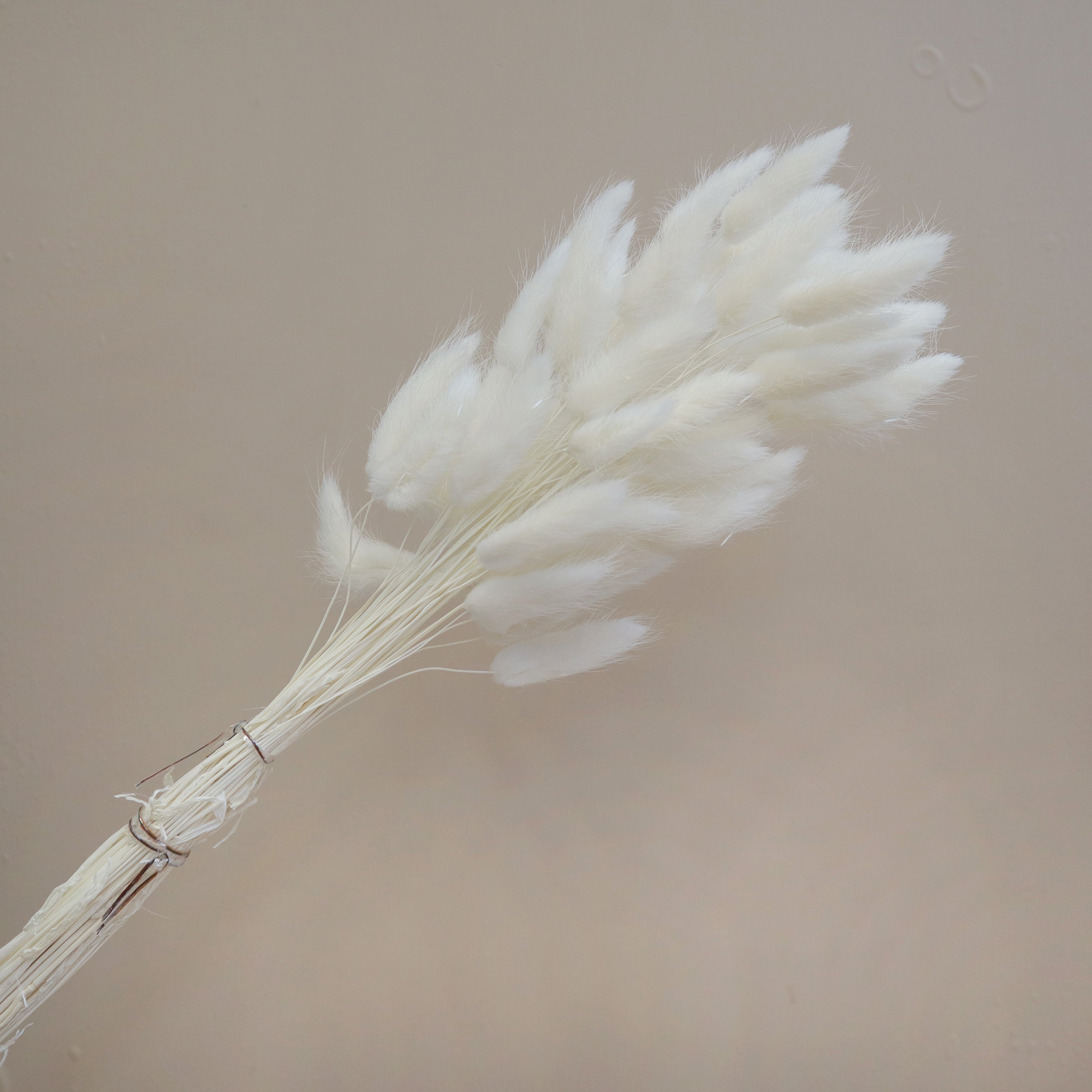 Bunny Tails White