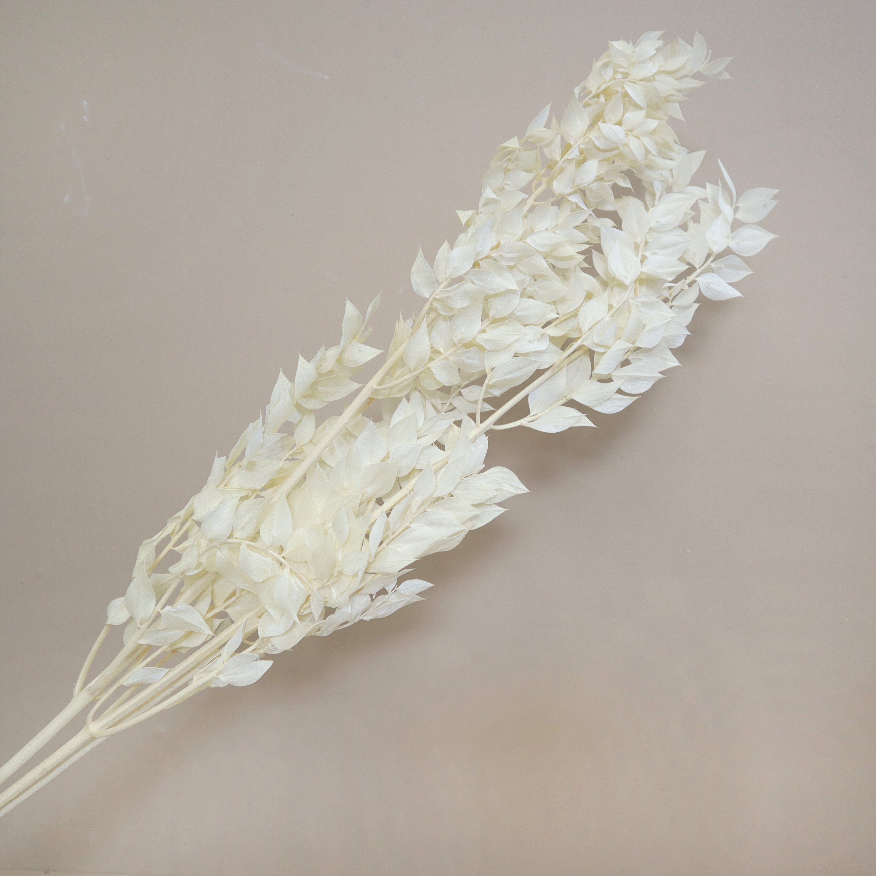 Italian Ruscus Creamy White