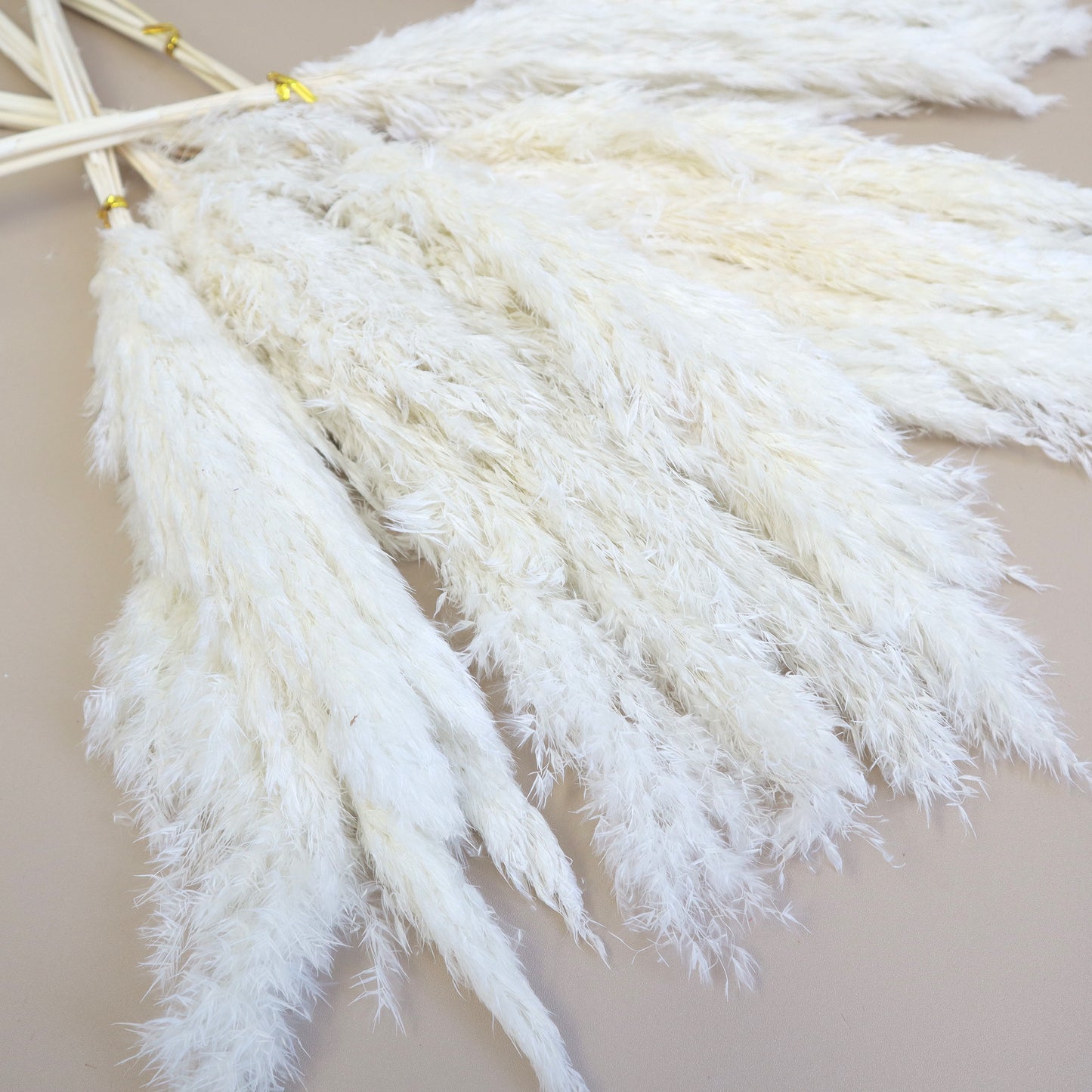 10 Bunches of Giant Reeds Grass White